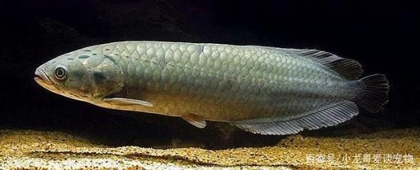 龍魚最長：龍魚的體型可以有多大？