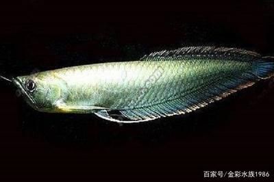 龍魚最長：龍魚的體型可以有多大？