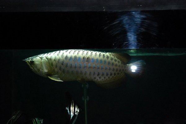 金龍魚苗的價格范圍是多少？