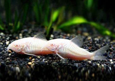 龍魚會吃鼠魚嗎：龍魚會吃鼠魚嗎， 龍魚會吃鼠魚嗎：龍魚會吃鼠魚嗎， 龍魚百科 第1張