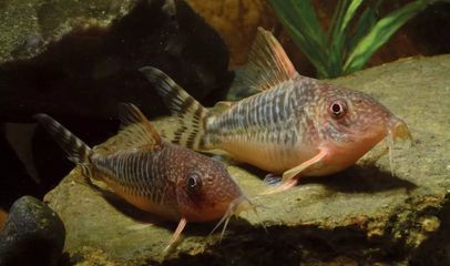 龍魚會吃鼠魚嗎：龍魚會吃鼠魚嗎， 龍魚會吃鼠魚嗎：龍魚會吃鼠魚嗎， 龍魚百科 第3張