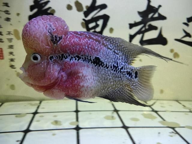 蘆薈膠對(duì)龍魚(yú)頭部撞傷有效嗎？ 蘆薈膠對(duì)龍魚(yú)頭部撞傷有效嗎？ 龍魚(yú)百科 第5張