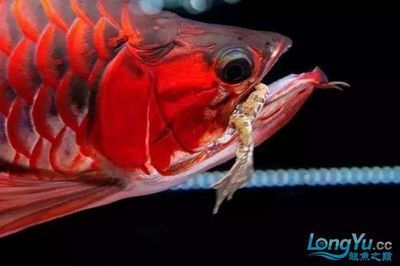 紅龍魚入缸前需要做好哪些準(zhǔn)備工作？：紅龍魚入缸前準(zhǔn)備工作