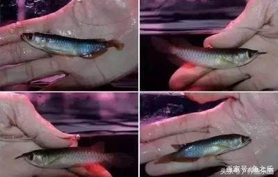 紅龍魚幼魚怎樣挑選品種：挑選紅龍魚幼魚時需要注意以下幾個方面就是挑選品種