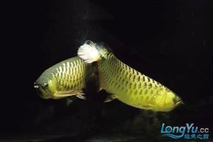 龍魚內寄外寄最忌諱三個原因 龍魚百科 第7張 龍魚內寄外寄最忌諱三個原因 龍魚內寄外寄最忌諱三個原因 龍魚百科 第7張