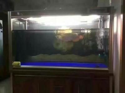 龍魚趴缸是什么癥狀啊（龍魚趴缸是一種常見的現象，可能由多種原因引起）