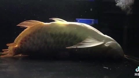 金龍魚為什么一直張嘴睡覺：金龍魚一直張嘴可能是由于以下原因以下原因，請咨詢專業人員