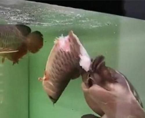 金龍魚為什么一直張嘴睡覺：金龍魚一直張嘴可能是由于以下原因以下原因，請咨詢專業人員