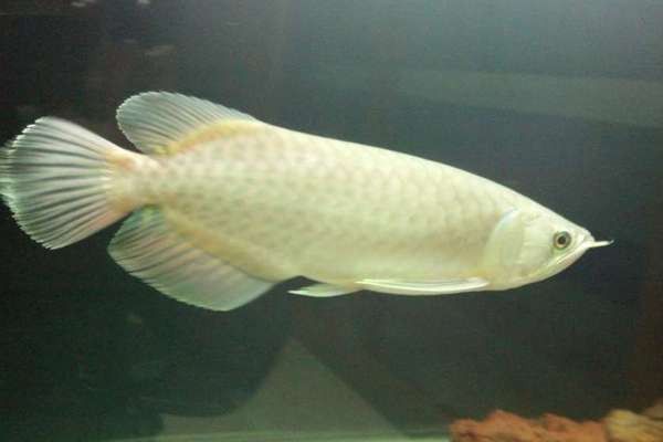 新加坡綠龍魚是什么魚