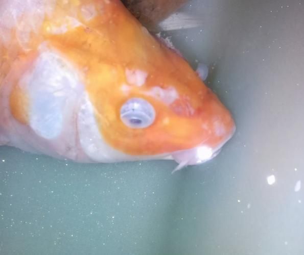 銀龍魚水霉病圖片 銀龍魚水霉病圖片 龍魚百科 第3張