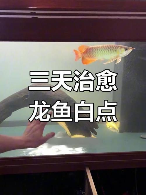 銀龍魚水霉病圖片 銀龍魚水霉病圖片 龍魚百科 第13張