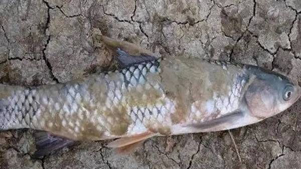銀龍魚水霉病圖片 銀龍魚水霉病圖片 龍魚百科 第15張