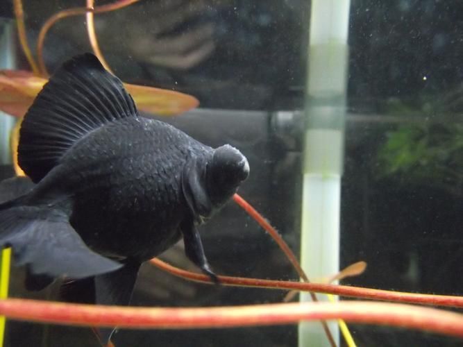 銀龍魚水霉病圖片 銀龍魚水霉病圖片 龍魚百科 第18張