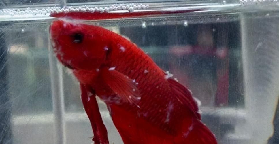銀龍魚水霉病圖片 銀龍魚水霉病圖片 龍魚百科 第21張