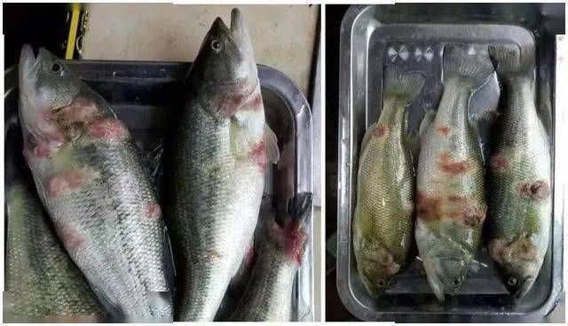 銀龍魚水霉病圖片 銀龍魚水霉病圖片 龍魚百科 第19張