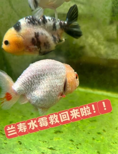 銀龍魚水霉病圖片 銀龍魚水霉病圖片 龍魚百科 第20張