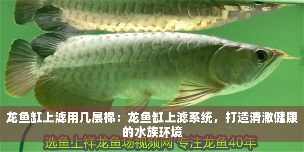 龍魚缸上濾用幾層棉：龍魚缸上濾系統，打造清澈健康的水族環境