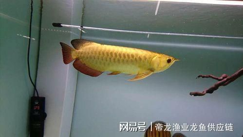 龍魚鑒別要點（龍魚品相與市場價格關系）