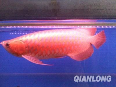 龍魚(yú)進(jìn)貨渠道（如何找到可靠的龍魚(yú)供應(yīng)商） 龍魚(yú)進(jìn)貨渠道（如何找到可靠的龍魚(yú)供應(yīng)商） 龍魚(yú)百科 第5張