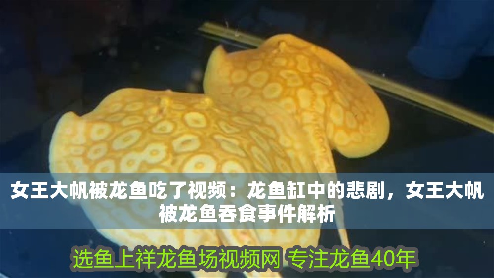女王大帆被龍魚吃了視頻：龍魚缸中的悲劇，女王大帆被龍魚吞食事件解析