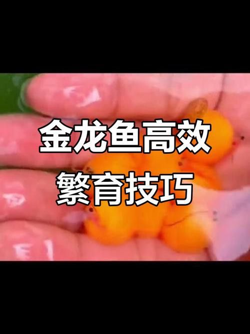 金龍魚幾年成熟了