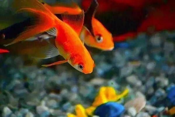 魚缸相片（魚缸裝飾品購買指南客廳魚缸布置技巧室內(nèi)魚缸裝修效果圖） 魚缸相片（魚缸裝飾品購買指南客廳魚缸布置技巧室內(nèi)魚缸裝修效果圖） 龍魚百科 第5張