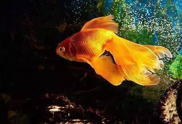 魚缸相片（魚缸裝飾品購買指南客廳魚缸布置技巧室內(nèi)魚缸裝修效果圖） 魚缸相片（魚缸裝飾品購買指南客廳魚缸布置技巧室內(nèi)魚缸裝修效果圖） 龍魚百科 第6張