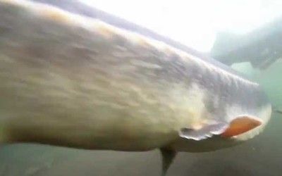 劍骨魚貴還是尋龍魚貴【劍骨魚與尋龍魚價格差異】