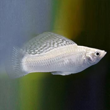 龍魚的樣子是什么樣子的呢：龍魚的樣子是什么樣子的？探索這一神秘魚類的獨特外貌