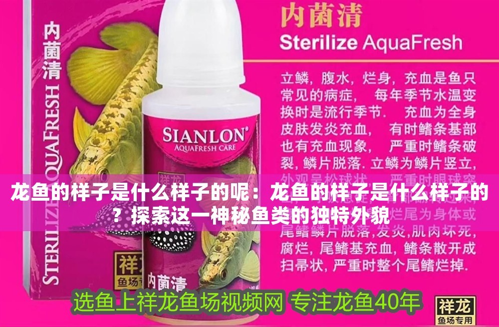龍魚的樣子是什么樣子的呢：龍魚的樣子是什么樣子的？探索這一神秘魚類的獨特外貌