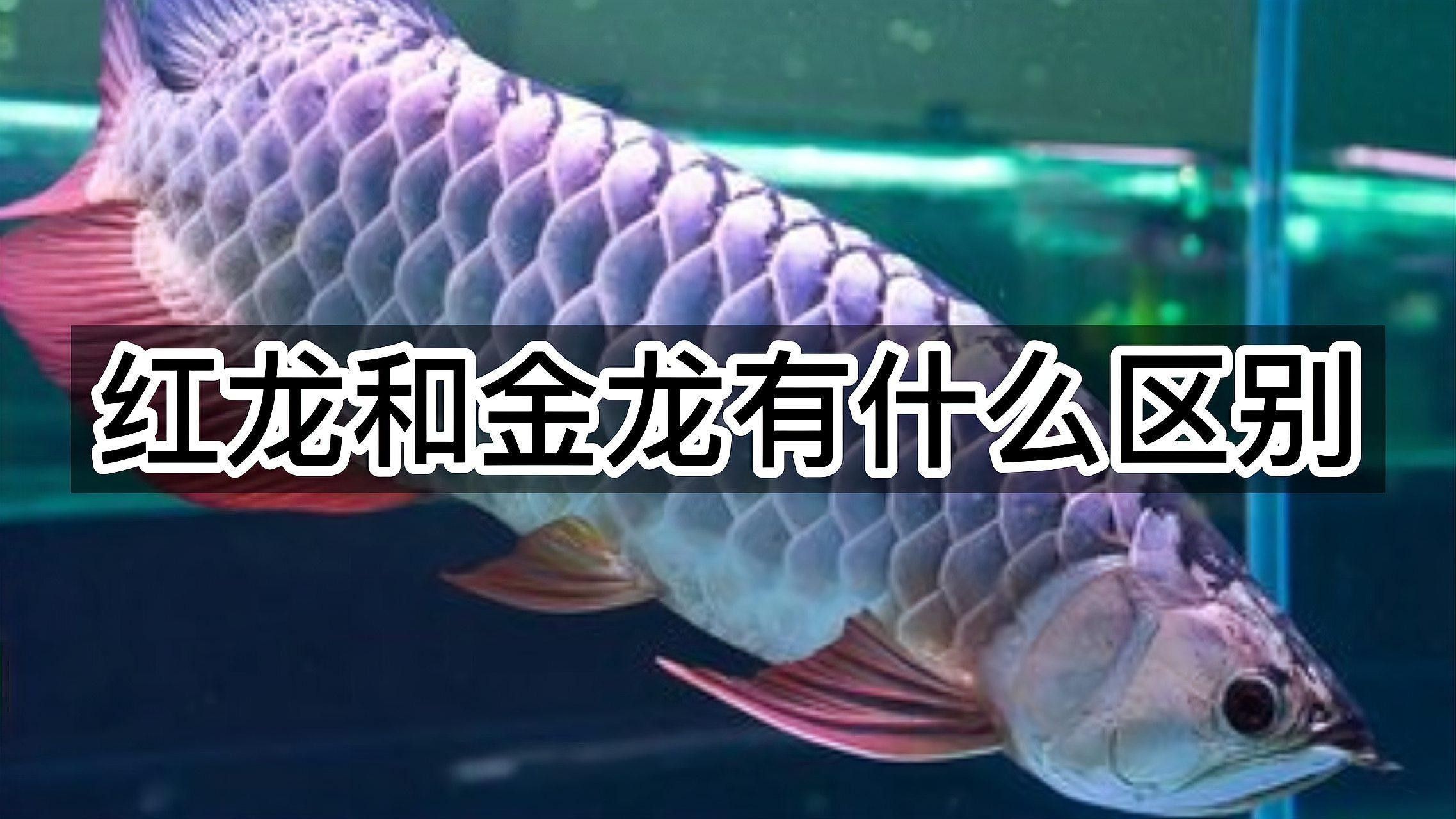金龍魚和紅龍魚有何區(qū)別？
