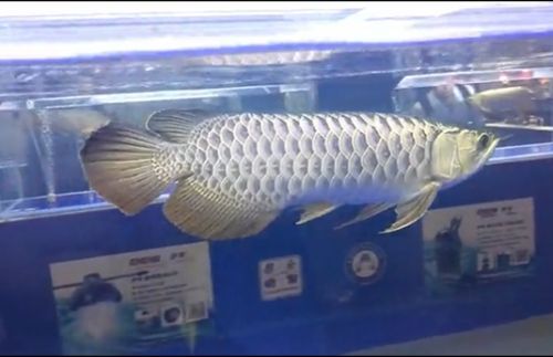 龍魚為什么叫活化石：為什么龍魚被稱為“活化石”？