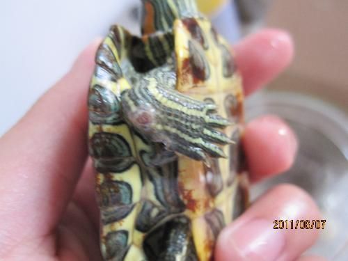 龍魚為什么叫活化石：為什么龍魚被稱為“活化石”？
