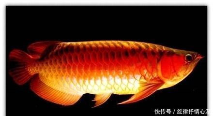 龍魚虎魚寓意：龍魚和虎魚在中國文化中具有特殊的象征意義