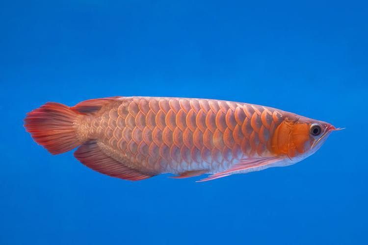 紅龍魚哪里產的最好養殖的