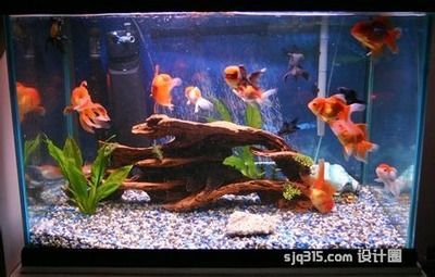 家中養(yǎng)銀龍魚養(yǎng)幾條好風(fēng)水（銀龍魚養(yǎng)幾條好從五行上來說銀龍魚養(yǎng)幾條風(fēng)水好）