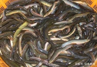 哪里有養(yǎng)龍魚的技術資料（關于養(yǎng)龍魚的技術資料）