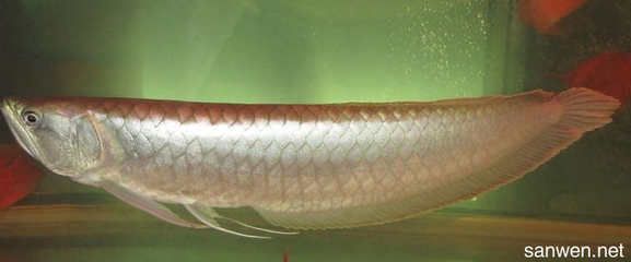 哪里有養(yǎng)龍魚的技術資料（關于養(yǎng)龍魚的技術資料）