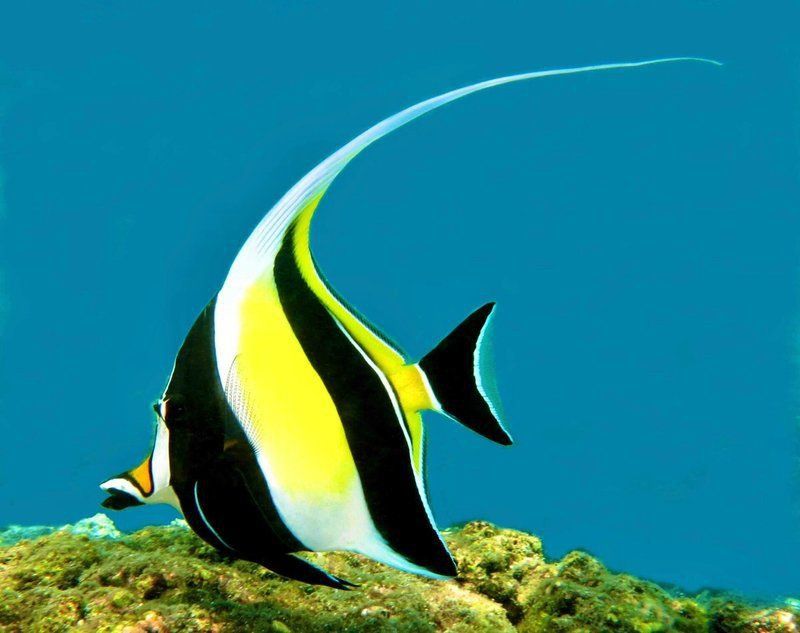 鐮魚