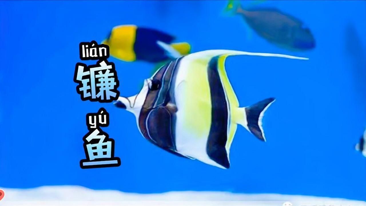 鐮魚(yú)