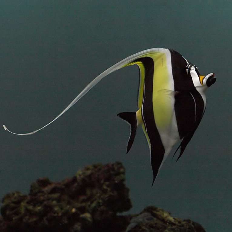 鐮魚(yú)