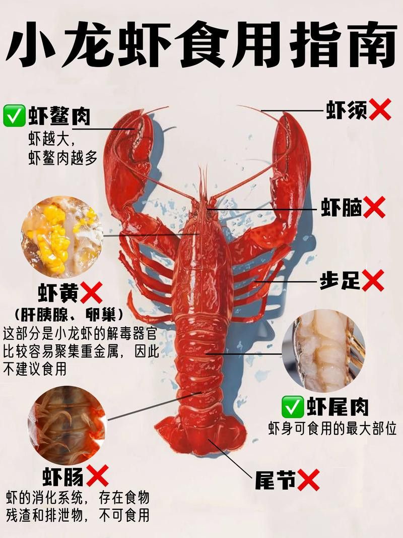 有沒有高清的龍蝦解剖圖？