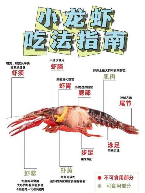 有沒有高清的龍蝦解剖圖？