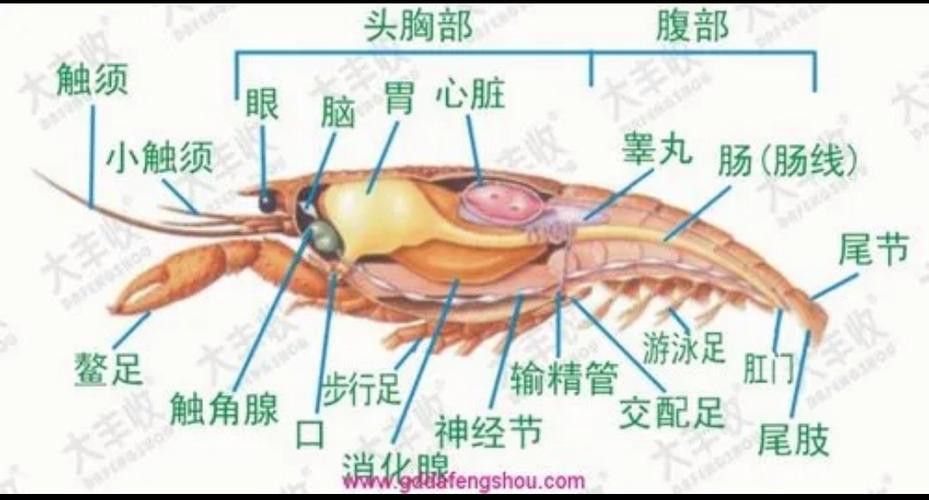 有沒有高清的龍蝦解剖圖？