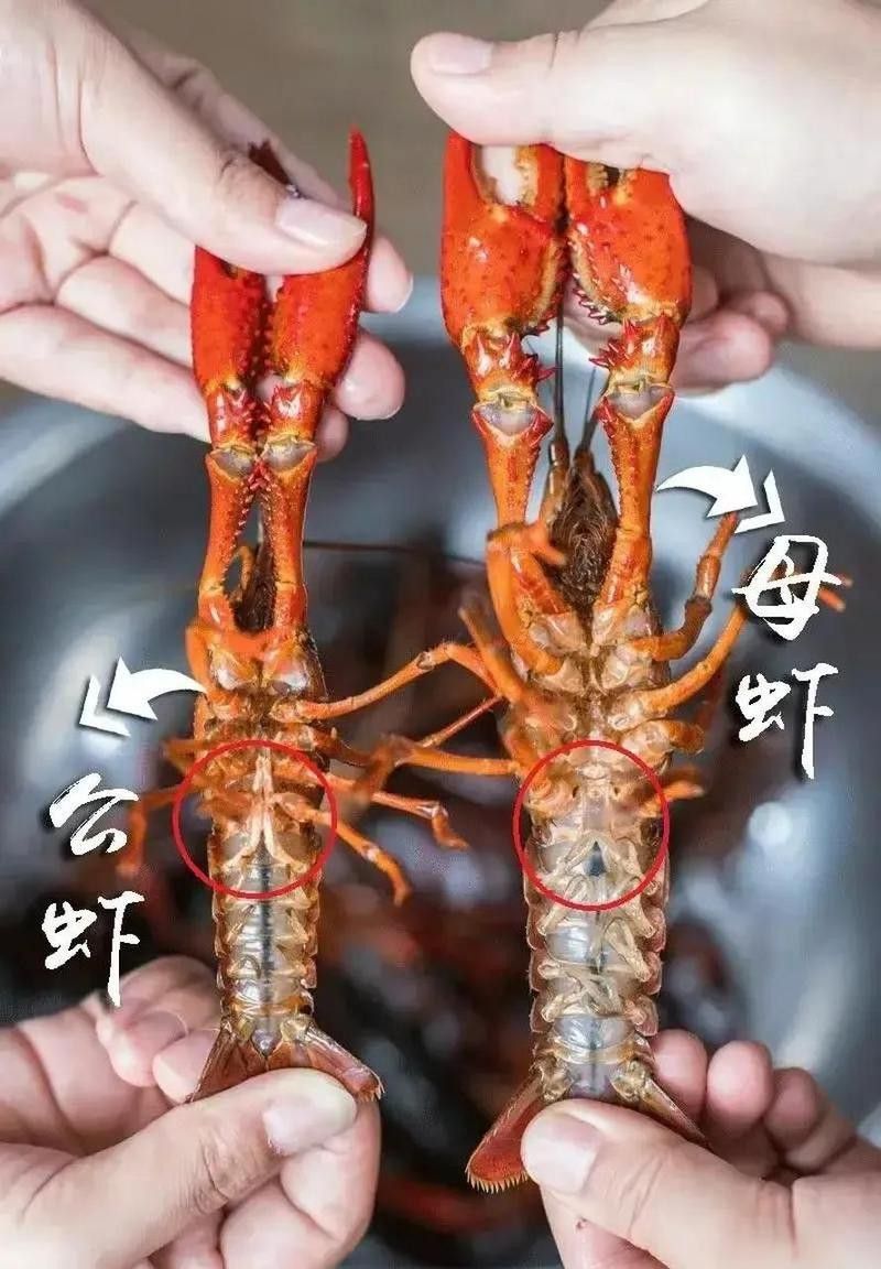 有沒有高清的龍蝦解剖圖？