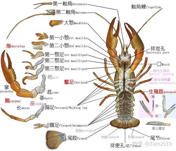 有沒有高清的龍蝦解剖圖？