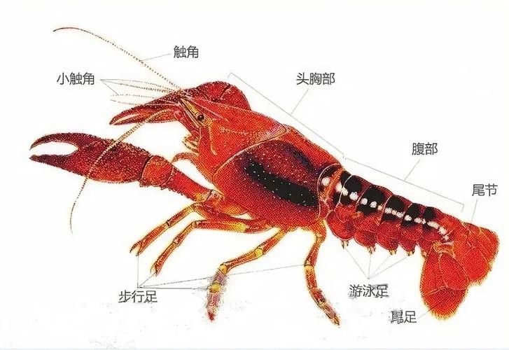 有沒有高清的龍蝦解剖圖？