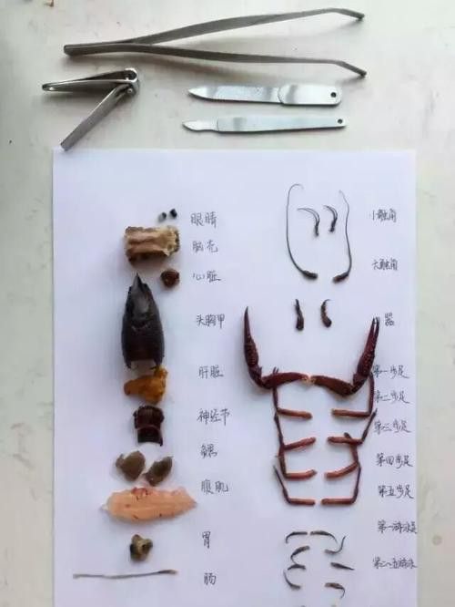有沒有高清的龍蝦解剖圖？