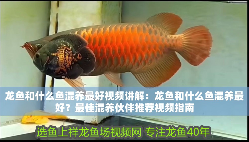 龍魚和什么魚混養(yǎng)最好視頻講解：龍魚和什么魚混養(yǎng)最好？最佳混養(yǎng)伙伴推薦視頻指南