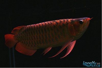 紅龍金龍魚價格表（紅龍魚和金龍魚哪個貴）